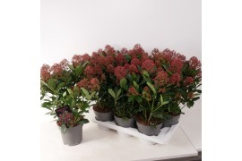 Skimmia japonica rubella Skimmia jap. Rubella P17 6 bl.