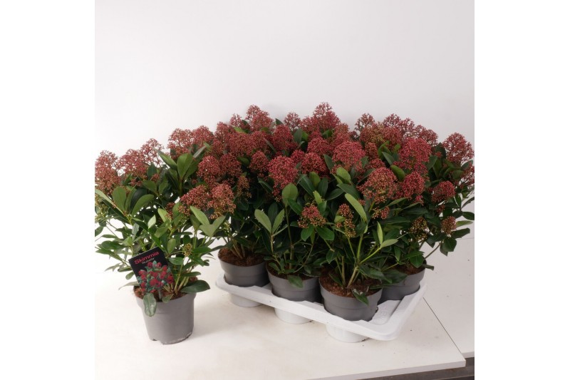 Skimmia japonica rubella 6+ bloem 