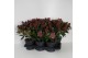 Skimmia japonica rubella 6+ bloem 