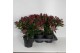 Skimmia japonica rubella 6+ bloem 