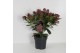 Skimmia japonica rubella 6+ bloem 