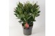 Skimmia japonica finchy Twins - Rubella/Finchy - 15+ bloem 