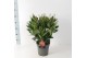 Skimmia japonica finchy Twins - Rubella/Finchy - 15+ bloem 