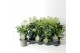 Skimmia japonica finchy 4+ bloem 
