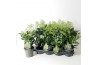 Skimmia japonica finchy 4+ bloem