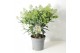 Skimmia japonica finchy 20+ bloem 