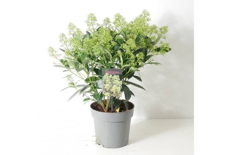 Skimmia japonica finchy 20+ bloem 