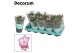 Schlumbergera paars decorum met hoes 
