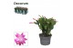 Schlumbergera roze decorum 