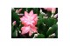 Schlumbergera roze decorum 
