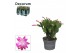 Schlumbergera roze decorum 