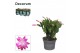 Schlumbergera roze decorum 