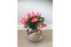 Schlumbergera roze decorum met hoes 