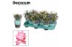 Schlumbergera roze decorum met hoes 