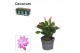 Schlumbergera paars decorum 