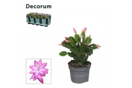 Schlumbergera paars decorum