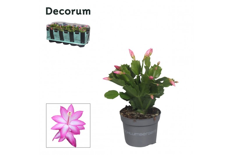 Schlumbergera paars decorum 
