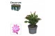 Schlumbergera paars decorum 
