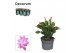 Schlumbergera paars decorum 