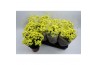 Chrysanthemum ind. madiba yellow stadium 2