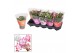 Schlumbergera mix 20+ 