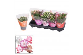 Schlumbergera mix 20+