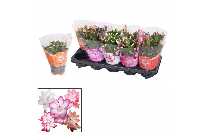 Schlumbergera mix 20+ 