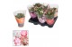 Schlumbergera mix 20+ 