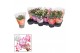 Schlumbergera mix 20+ 