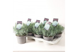 Andromeda polifolia blue ice