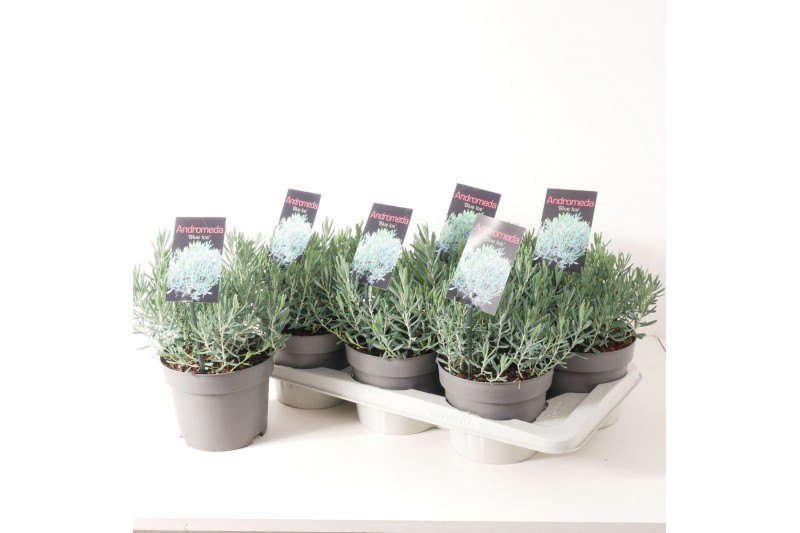 Andromeda polifolia blue ice 