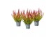 Calluna vulg. beauty ladies mix Skyline -12cm Diameter 