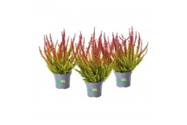 Calluna vulg. beauty ladies mix Skyline -12cm Diameter