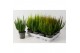 Calluna vulg. beauty ladies mix Skyline -12cm Diameter 