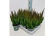 Calluna vulg. beauty ladies mix Skyline -12cm Diameter 