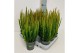 Calluna vulg. beauty ladies mix Skyline -12cm Diameter 