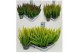 Calluna vulg. beauty ladies mix Skyline -12cm Diameter 