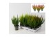 Calluna vulg. beauty ladies mix Skyline -12cm Diameter 