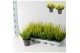 Calluna vulg. beauty ladies mixkar Beauty-Ladies mixlaag - 20cm Diamet 