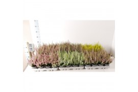 Calluna vulg. beauty ladies mix Beauty-Ladies mixlaag -12cm Diameter