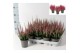 Calluna vulg. beauty ladies mix Beauty-Ladies mixlaag -12cm Diameter 
