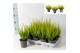 Calluna vulg. beauty ladies mix Beauty-Ladies mixlaag -12cm Diameter 