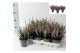 Calluna vulg. beauty ladies mix Beauty-Ladies mixlaag -12cm Diameter 