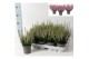 Calluna vulg. beauty ladies mix Beauty-Ladies mixlaag -12cm Diameter 