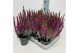 Calluna vulg. beauty ladies mix Beauty-Ladies mixlaag -12cm Diameter 