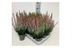 Calluna vulg. beauty ladies mix Beauty-Ladies mixlaag -12cm Diameter 