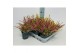 Calluna vulg. beauty ladies mix Beauty-Ladies mixlaag -12cm Diameter 