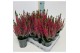 Calluna vulg. beauty ladies mix Beauty-Ladies mixlaag -12cm Diameter 