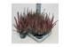 Calluna vulg. beauty ladies mix Beauty-Ladies mixlaag -12cm Diameter 