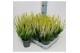 Calluna vulg. beauty ladies mix Beauty-Ladies mixlaag -12cm Diameter 